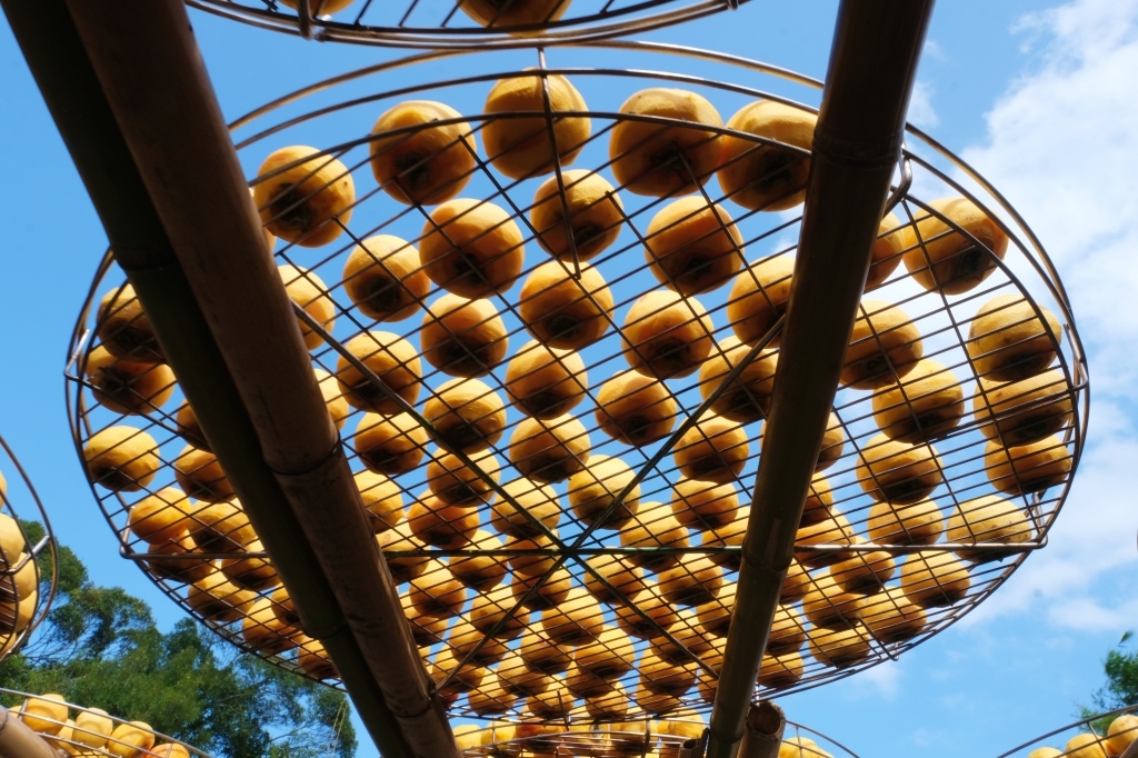 新竹新埔|味衛佳柿餅教育農園.秋天限定的三合院曬柿子,療癒又好拍的金色浪漫 @飛天璇的口袋 新竹新埔|味衛佳柿餅教育農園.秋天限定的三合院曬柿子,療癒又好拍的金色浪漫 @飛天璇的口袋