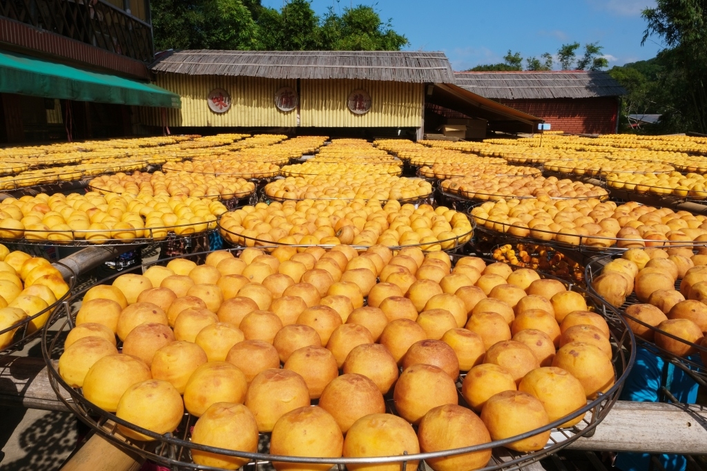 新竹新埔|味衛佳柿餅教育農園.秋天限定的三合院曬柿子,療癒又好拍的金色浪漫 @飛天璇的口袋 新竹新埔|味衛佳柿餅教育農園.秋天限定的三合院曬柿子,療癒又好拍的金色浪漫 @飛天璇的口袋