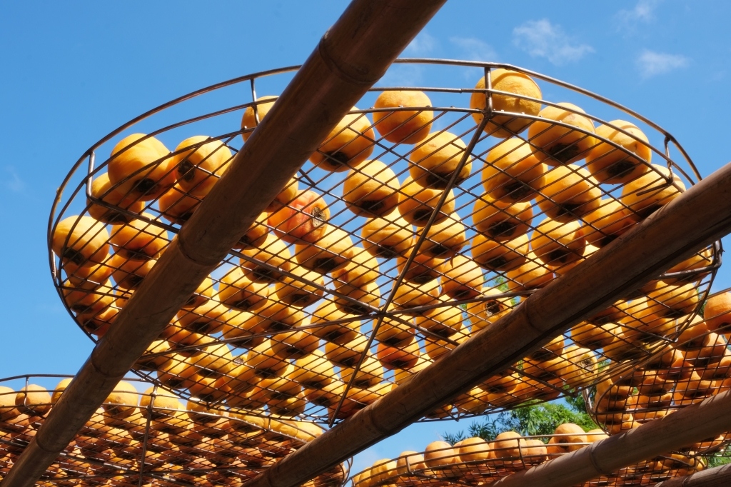 新竹新埔|味衛佳柿餅教育農園.秋天限定的三合院曬柿子,療癒又好拍的金色浪漫 @飛天璇的口袋 新竹新埔|味衛佳柿餅教育農園.秋天限定的三合院曬柿子,療癒又好拍的金色浪漫 @飛天璇的口袋