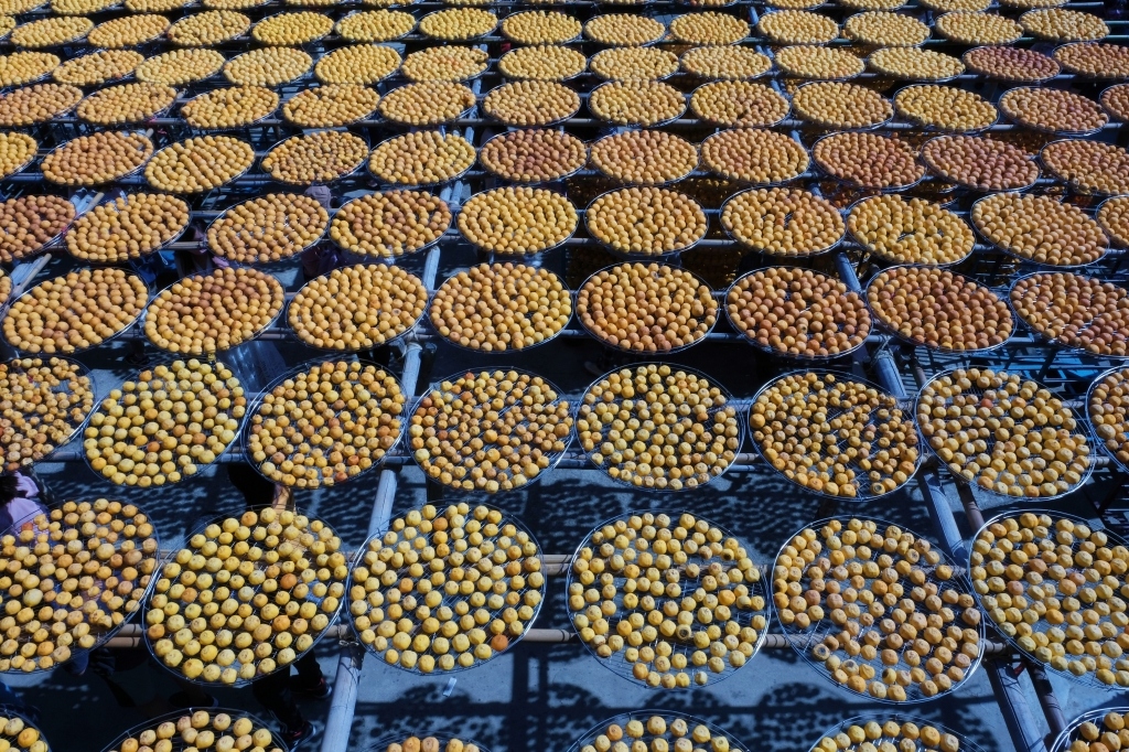 新竹新埔|味衛佳柿餅教育農園.秋天限定的三合院曬柿子,療癒又好拍的金色浪漫 @飛天璇的口袋 新竹新埔|味衛佳柿餅教育農園.秋天限定的三合院曬柿子,療癒又好拍的金色浪漫 @飛天璇的口袋