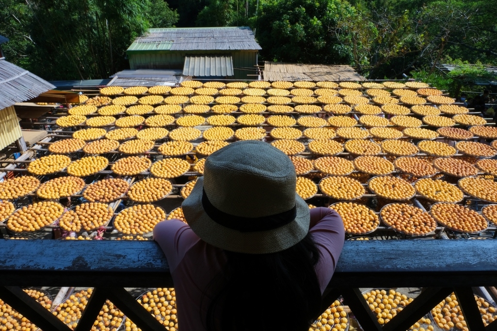 新竹新埔｜味衛佳柿餅教育農園．秋天限定的三合院曬柿子，療癒又好拍的金色浪漫 @飛天璇的口袋