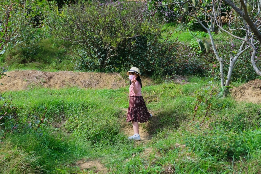 新竹新埔|味衛佳柿餅教育農園.秋天限定的三合院曬柿子,療癒又好拍的金色浪漫 @飛天璇的口袋 新竹新埔|味衛佳柿餅教育農園.秋天限定的三合院曬柿子,療癒又好拍的金色浪漫 @飛天璇的口袋