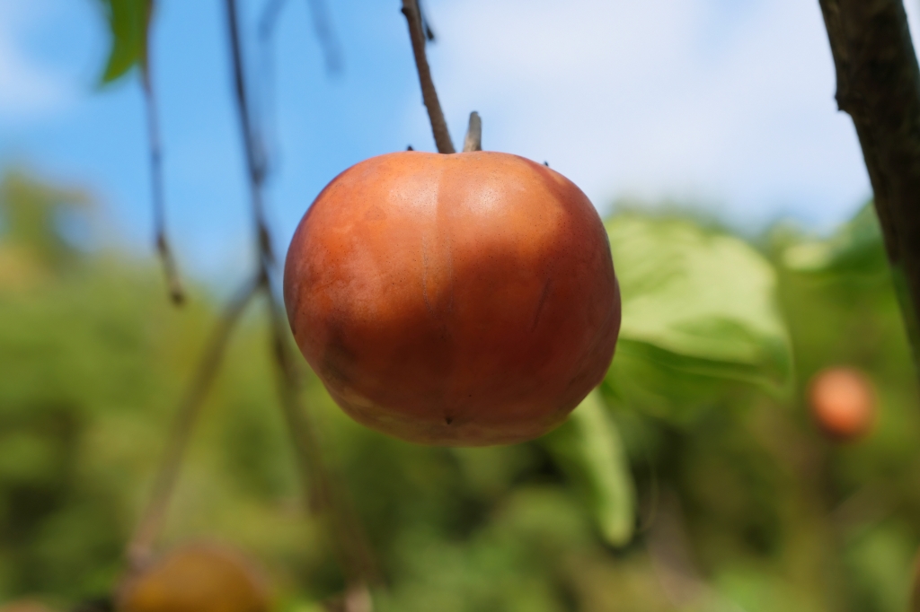 新竹新埔｜味衛佳柿餅教育農園．秋天限定的三合院曬柿子，療癒又好拍的金色浪漫 @飛天璇的口袋