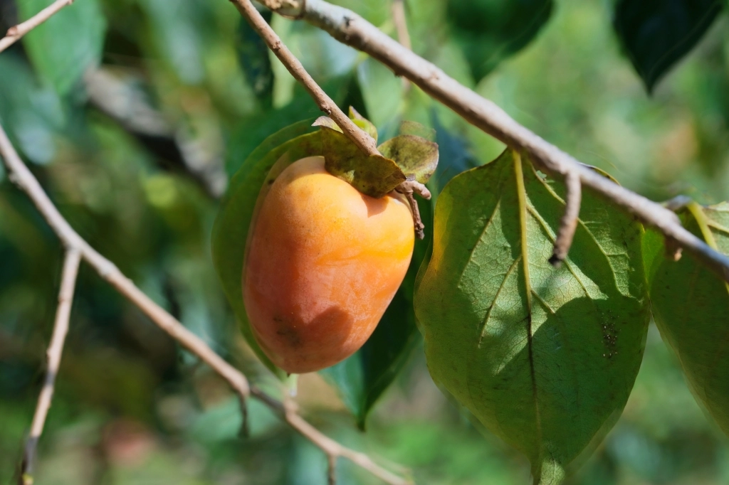 新竹新埔｜味衛佳柿餅教育農園．秋天限定的三合院曬柿子，療癒又好拍的金色浪漫 @飛天璇的口袋
