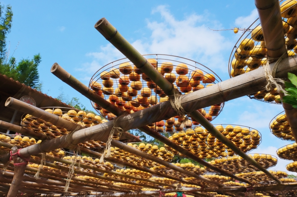 新竹新埔|味衛佳柿餅教育農園.秋天限定的三合院曬柿子,療癒又好拍的金色浪漫 @飛天璇的口袋 新竹新埔|味衛佳柿餅教育農園.秋天限定的三合院曬柿子,療癒又好拍的金色浪漫 @飛天璇的口袋