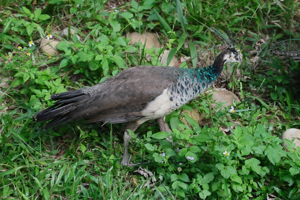 雲夢山丘｜假日限定！雲水觀、金之塔、溫泉足湯、自然生態，欣賞日本隈研吾大師的建築美學 @飛天璇的口袋