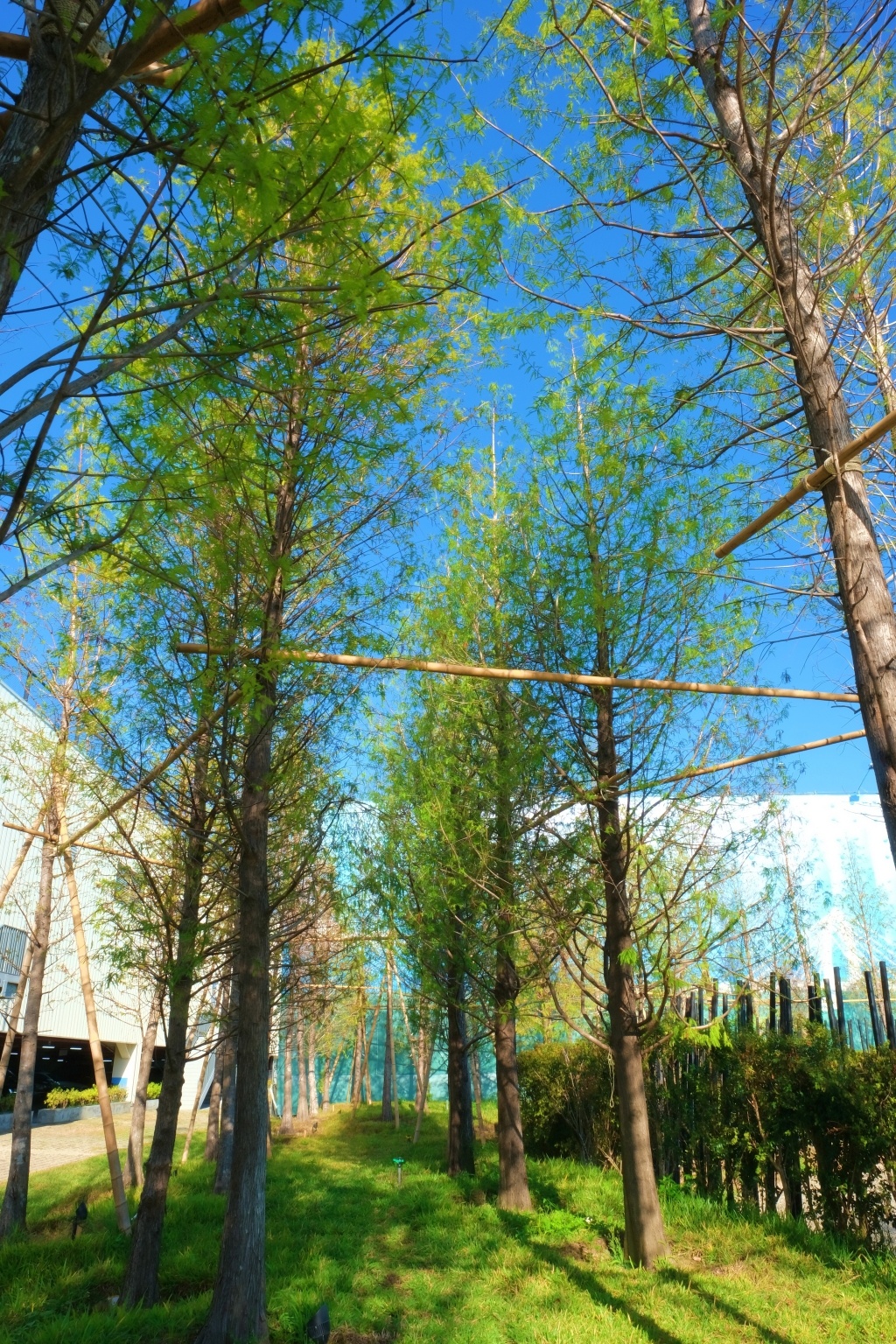 【台中北屯】國聚建設甘露之地,北屯城市裡的小綠洲,充滿綠意的甘露之地 @飛天璇的口袋 【台中北屯】國聚建設甘露之地,北屯城市裡的小綠洲,充滿綠意的甘露之地 @飛天璇的口袋