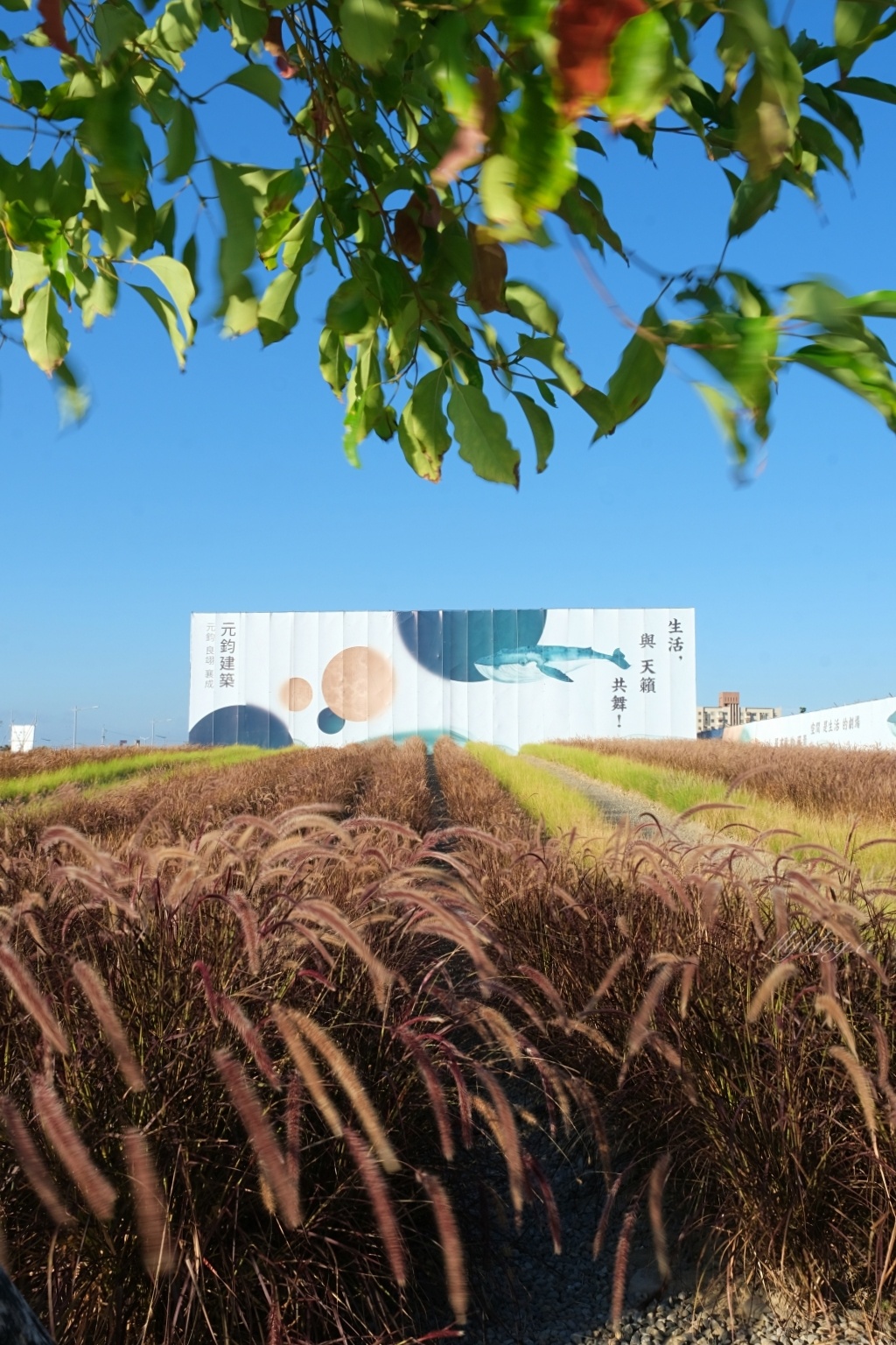 【台中北屯】紅色秘境夢幻園圃，隱身於十四期的紅色狼尾草花海，浪漫又好拍的IG小秘境 @飛天璇的口袋