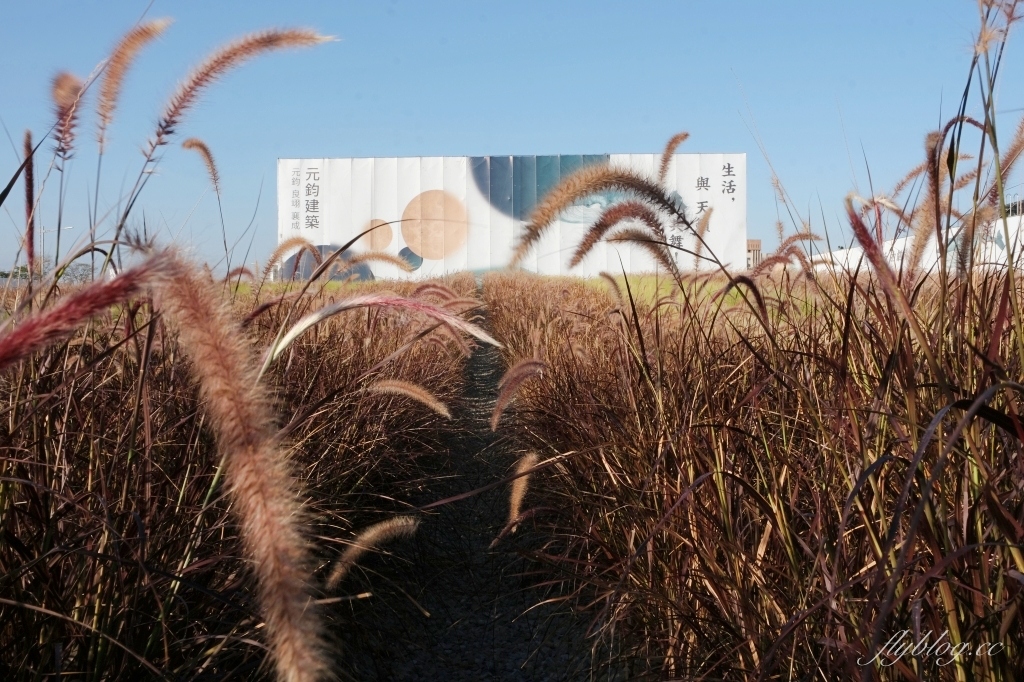 【台中北屯】紅色秘境夢幻園圃，隱身於十四期的紅色狼尾草花海，浪漫又好拍的IG小秘境 @飛天璇的口袋