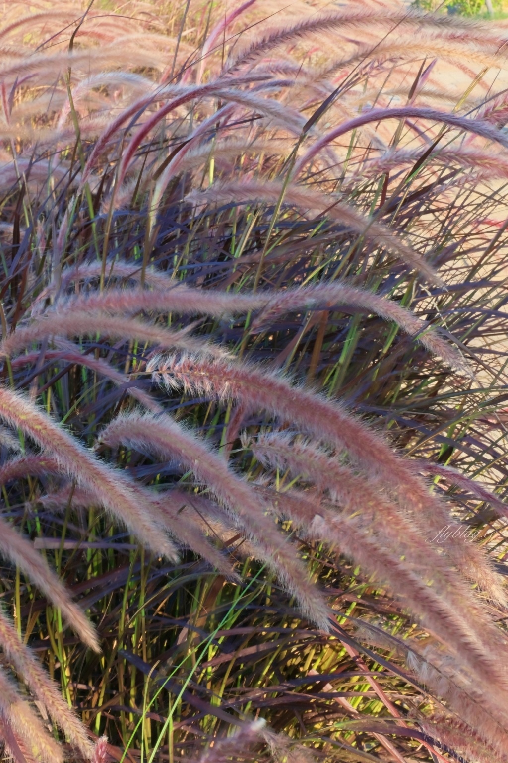 【台中北屯】紅色秘境夢幻園圃，隱身於十四期的紅色狼尾草花海，浪漫又好拍的IG小秘境 @飛天璇的口袋