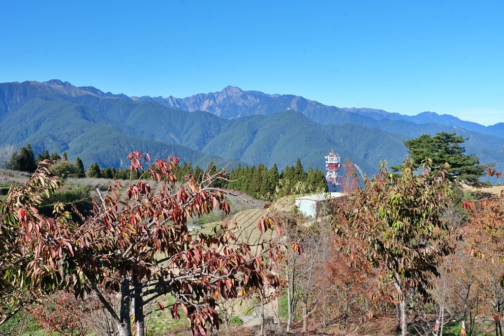 台中和平｜福壽山農場一日遊．櫻花、楓葉、蜜蘋果，一年四季不同的美麗 @飛天璇的口袋