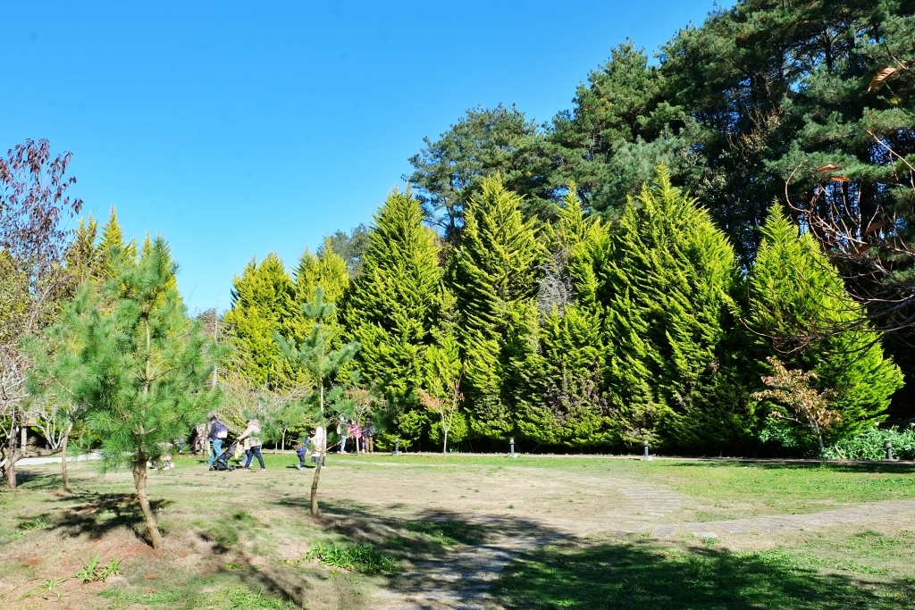 台中和平｜福壽山農場一日遊．櫻花、楓葉、蜜蘋果，一年四季不同的美麗 @飛天璇的口袋