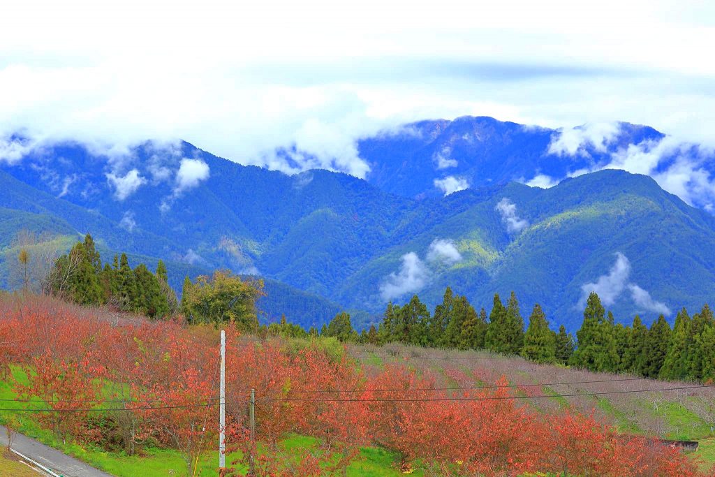 台中和平｜福壽山農場一日遊．櫻花、楓葉、蜜蘋果，一年四季不同的美麗 @飛天璇的口袋