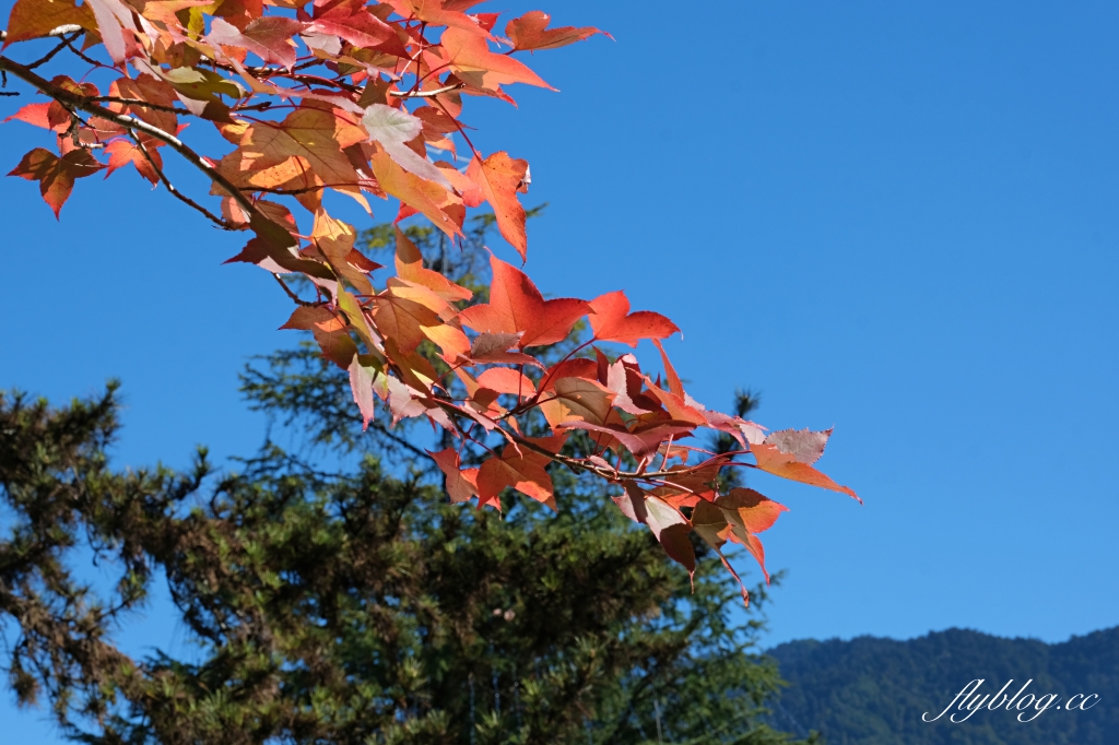 台中和平｜梨山部落．坐落海拔1800公尺，台中最偏遠的部落 @飛天璇的口袋