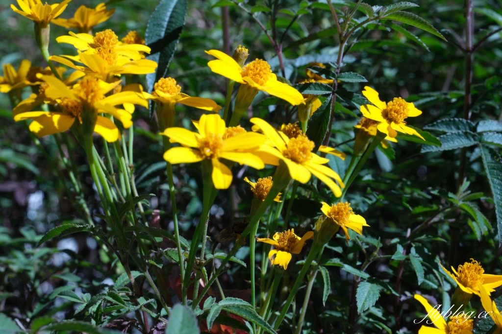 台中和平｜梨山部落．坐落海拔1800公尺，台中最偏遠的部落 @飛天璇的口袋