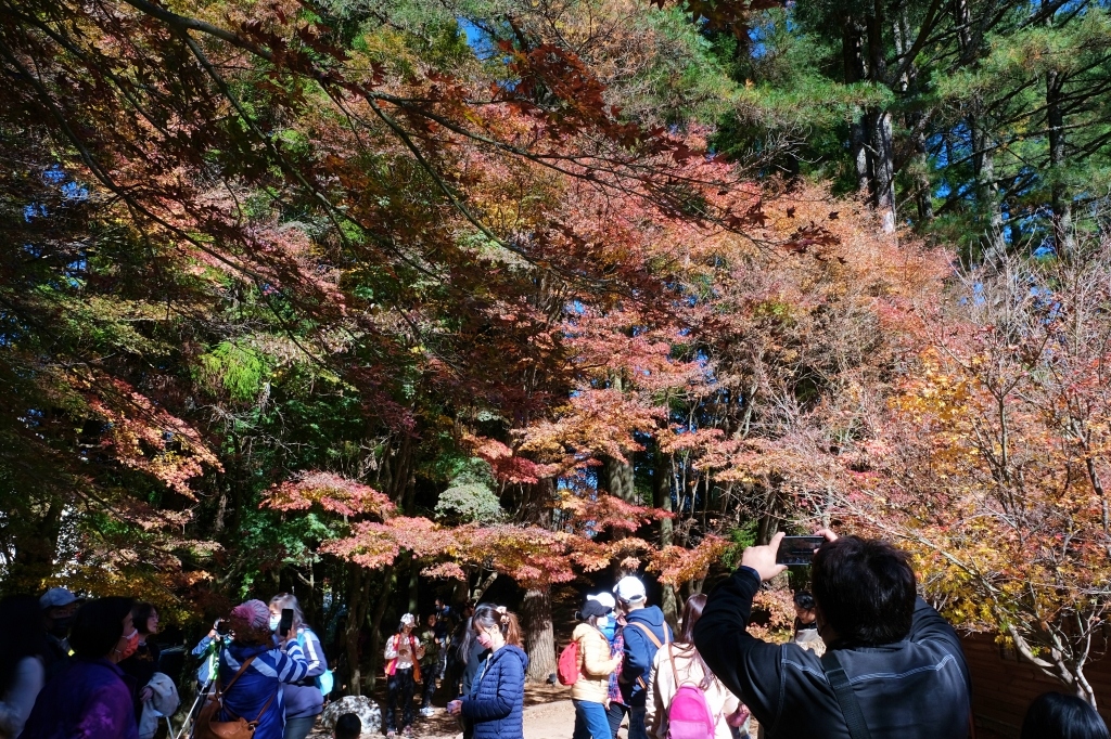台中和平｜福壽山農場一日遊．櫻花、楓葉、蜜蘋果，一年四季不同的美麗 @飛天璇的口袋