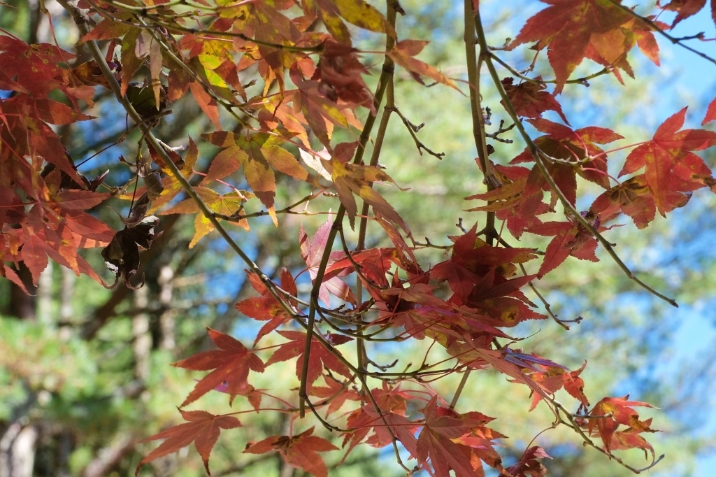 台中和平｜福壽山農場一日遊．櫻花、楓葉、蜜蘋果，一年四季不同的美麗 @飛天璇的口袋