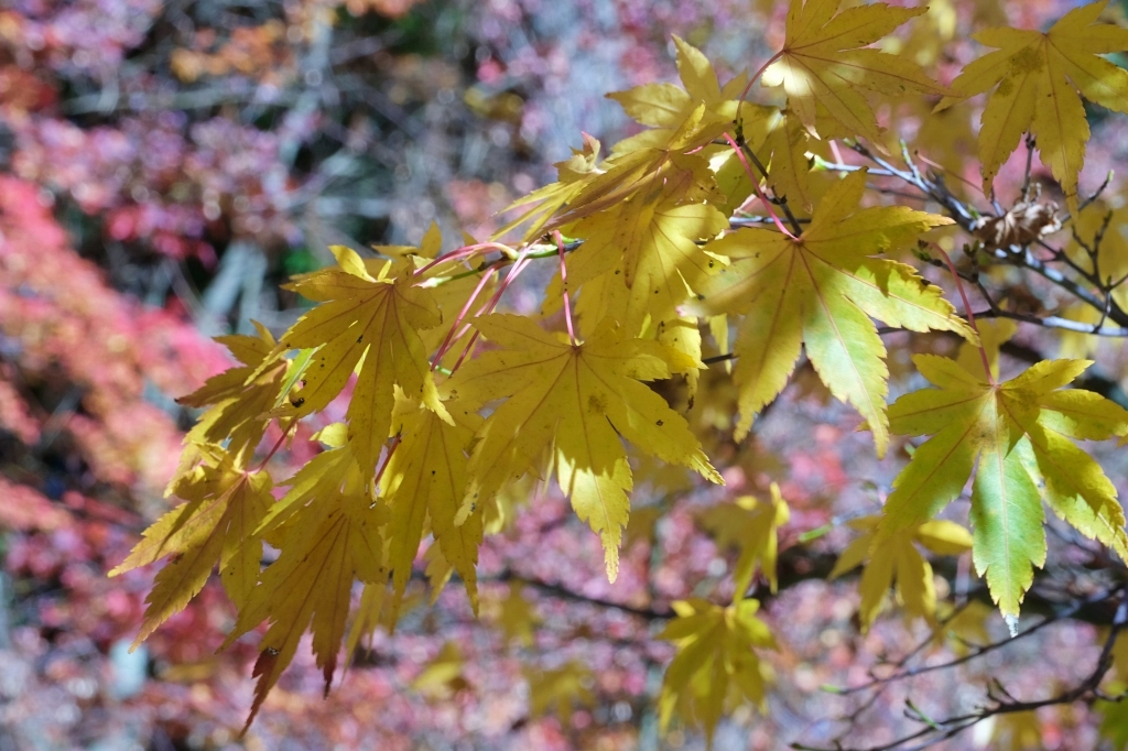 台中和平｜福壽山農場一日遊．櫻花、楓葉、蜜蘋果，一年四季不同的美麗 @飛天璇的口袋