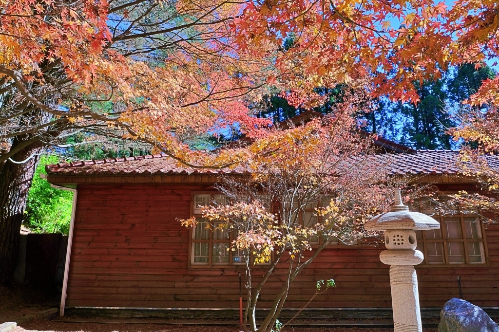 台中和平｜福壽山農場一日遊．櫻花、楓葉、蜜蘋果，一年四季不同的美麗 @飛天璇的口袋