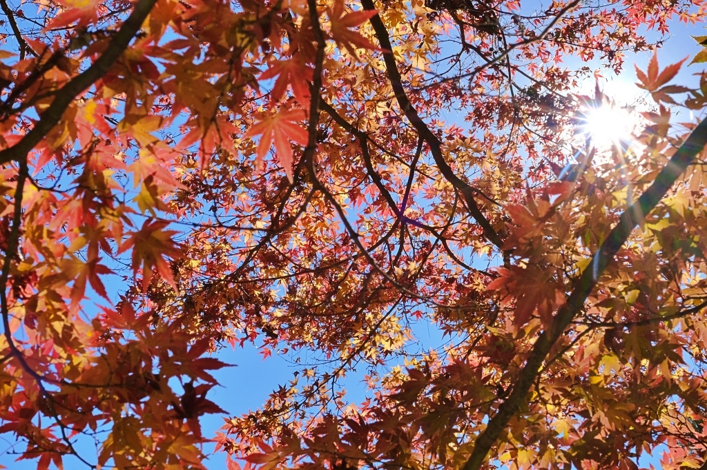 台中和平｜福壽山農場一日遊．櫻花、楓葉、蜜蘋果，一年四季不同的美麗 @飛天璇的口袋