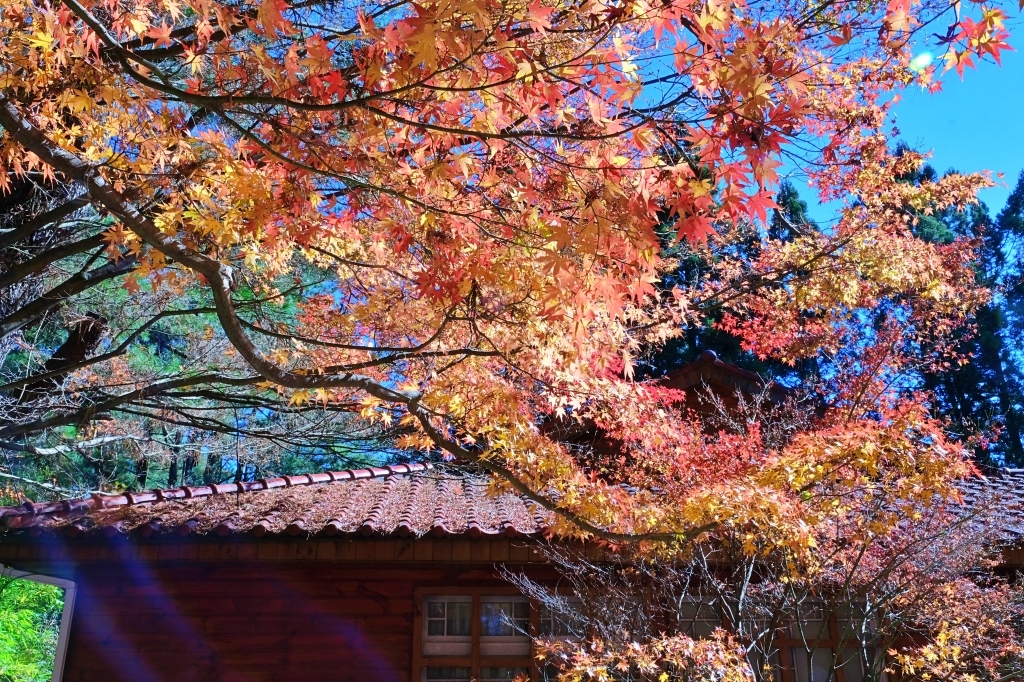 台中和平｜福壽山農場一日遊．櫻花、楓葉、蜜蘋果，一年四季不同的美麗 @飛天璇的口袋