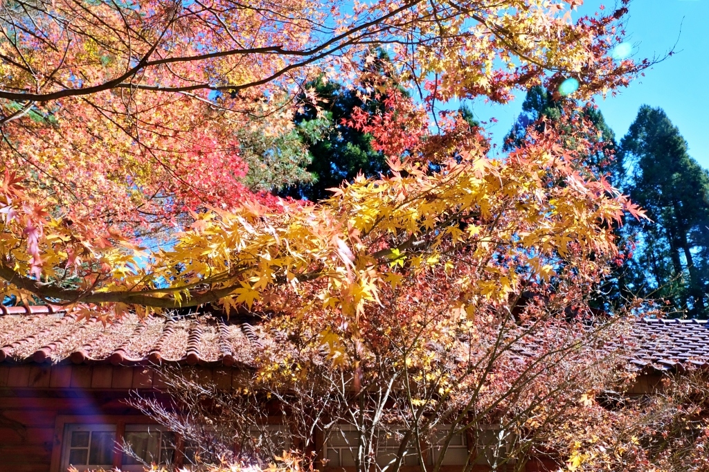 台中和平｜福壽山農場一日遊．櫻花、楓葉、蜜蘋果，一年四季不同的美麗 @飛天璇的口袋