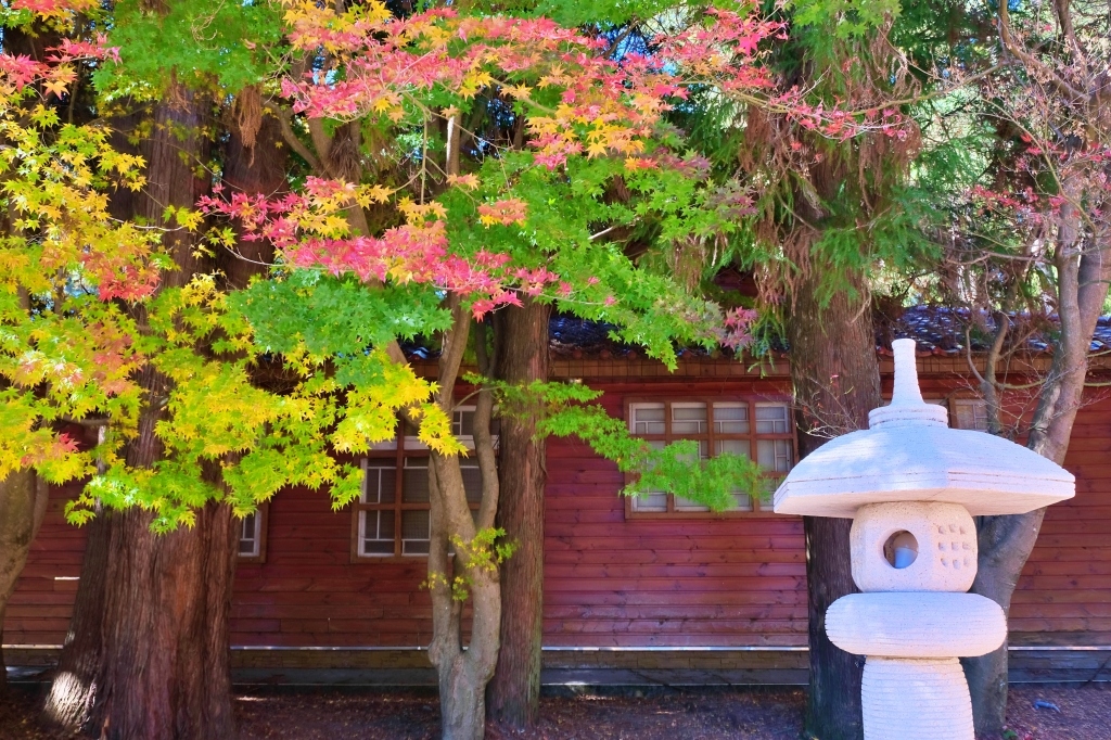 台中和平｜福壽山農場一日遊．櫻花、楓葉、蜜蘋果，一年四季不同的美麗 @飛天璇的口袋