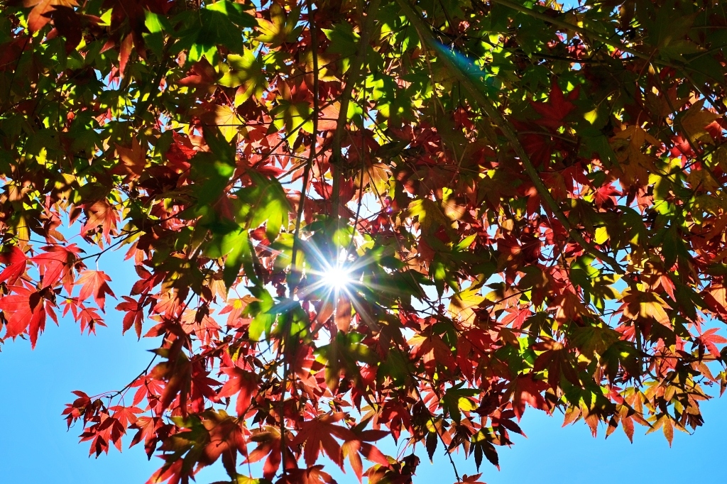 台中和平｜福壽山農場一日遊．櫻花、楓葉、蜜蘋果，一年四季不同的美麗 @飛天璇的口袋