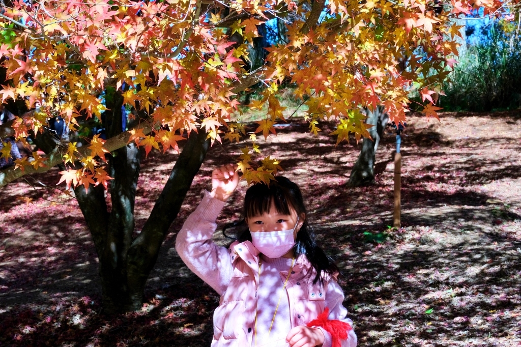 台中和平｜福壽山農場一日遊．櫻花、楓葉、蜜蘋果，一年四季不同的美麗 @飛天璇的口袋