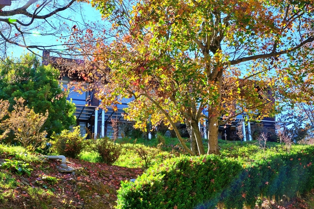 台中和平｜福壽山農場一日遊．櫻花、楓葉、蜜蘋果，一年四季不同的美麗 @飛天璇的口袋