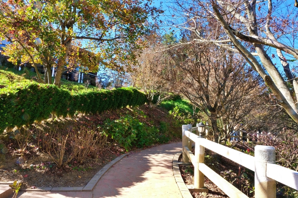 台中和平｜福壽山農場一日遊．櫻花、楓葉、蜜蘋果，一年四季不同的美麗 @飛天璇的口袋