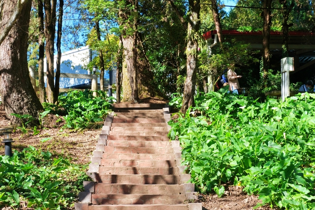 台中和平｜福壽山農場一日遊．櫻花、楓葉、蜜蘋果，一年四季不同的美麗 @飛天璇的口袋