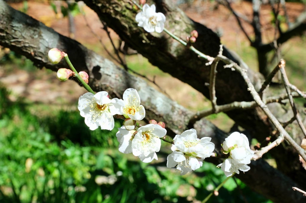台中和平｜福壽山農場一日遊．櫻花、楓葉、蜜蘋果，一年四季不同的美麗 @飛天璇的口袋