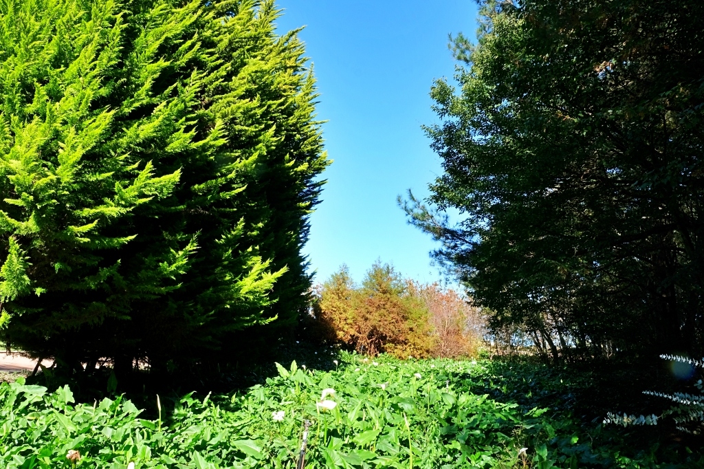 台中和平｜福壽山農場一日遊．櫻花、楓葉、蜜蘋果，一年四季不同的美麗 @飛天璇的口袋