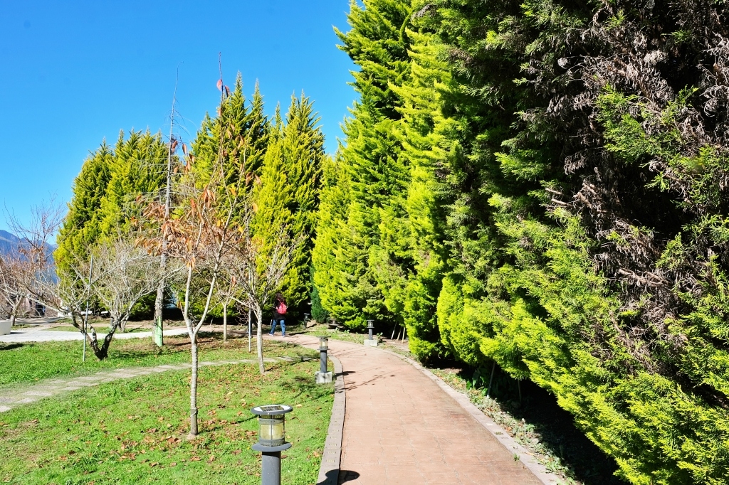 台中和平｜福壽山農場一日遊．櫻花、楓葉、蜜蘋果，一年四季不同的美麗 @飛天璇的口袋