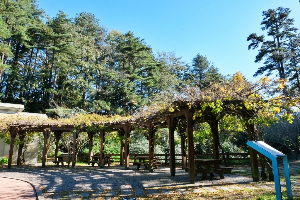 台中和平｜福壽山農場一日遊．櫻花、楓葉、蜜蘋果，一年四季不同的美麗 @飛天璇的口袋
