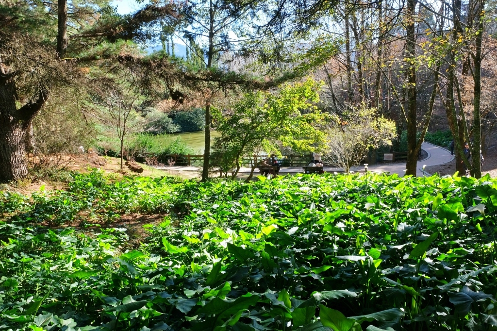 台中和平｜福壽山農場一日遊．櫻花、楓葉、蜜蘋果，一年四季不同的美麗 @飛天璇的口袋