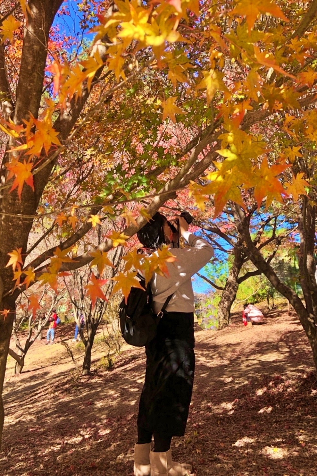 台中和平｜福壽山農場一日遊．櫻花、楓葉、蜜蘋果，一年四季不同的美麗 @飛天璇的口袋