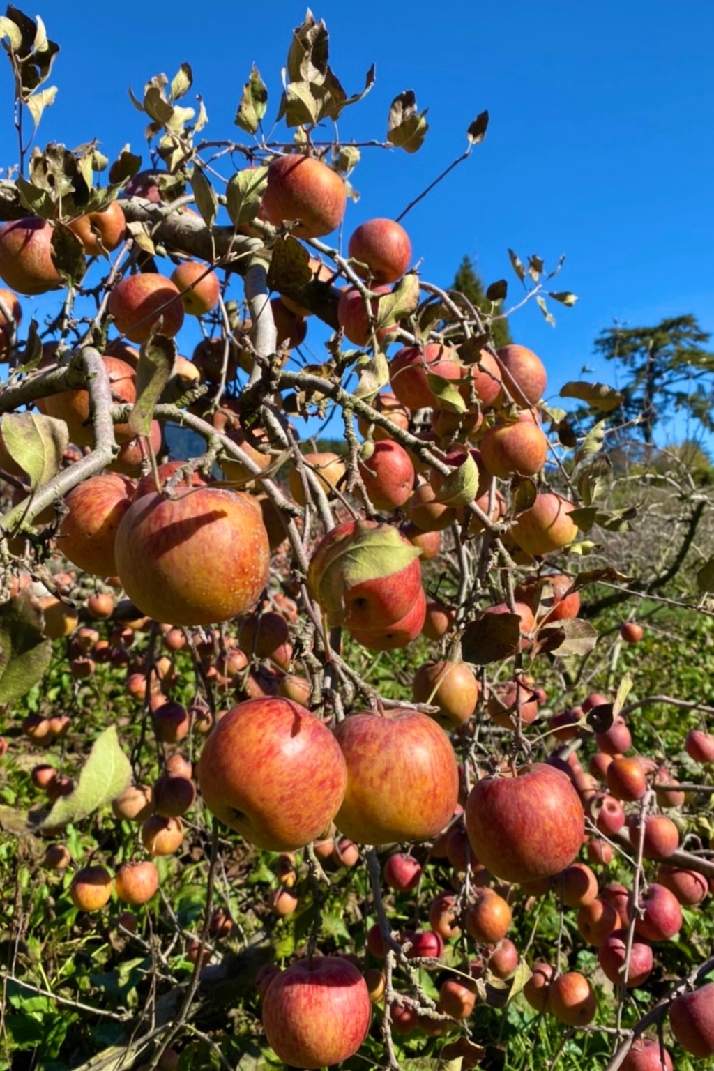 台中和平｜福壽山農場一日遊．櫻花、楓葉、蜜蘋果，一年四季不同的美麗 @飛天璇的口袋