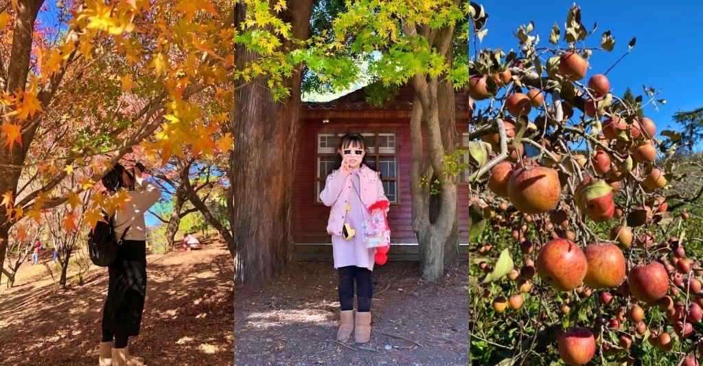 台中和平｜福壽山農場一日遊．櫻花、楓葉、蜜蘋果，一年四季不同的美麗 @飛天璇的口袋