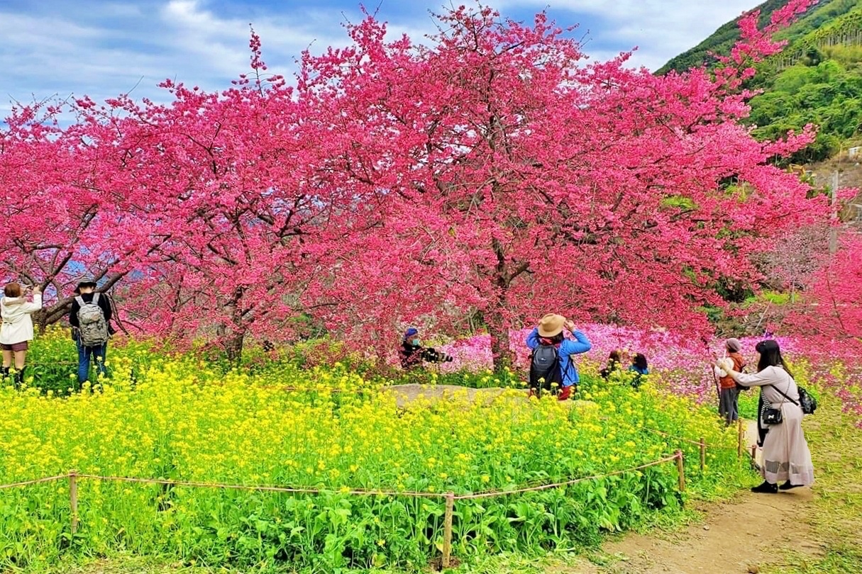 南投水里｜阿本農場櫻花園．2025櫻花季1/13開始囉！搭乘350元接駁車入園 @飛天璇的口袋