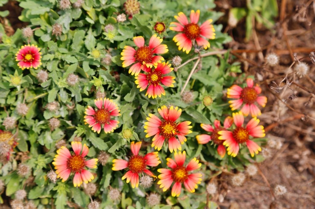 苗栗後龍｜海角樂園．後龍必遊IG打卡秘境，七彩彩虹和平地小天池，6月~9月天人菊花季最美 @飛天璇的口袋
