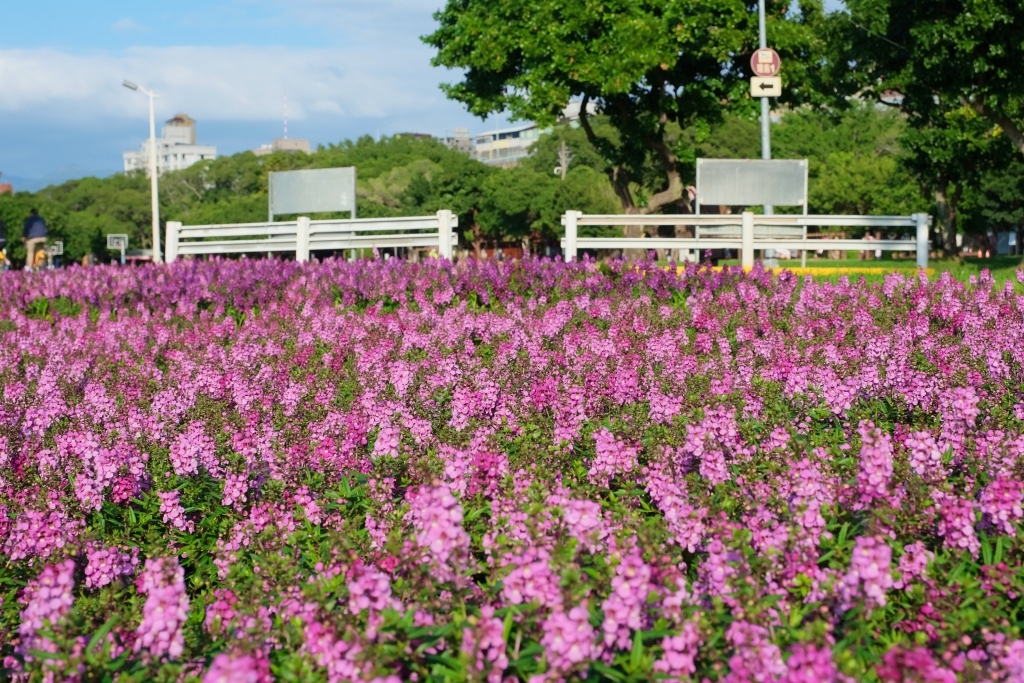 台北大同｜大稻埕碼頭貨櫃市集．台北人假日休閒好景點，漫步淡水河邊感受異國海港風情 @飛天璇的口袋