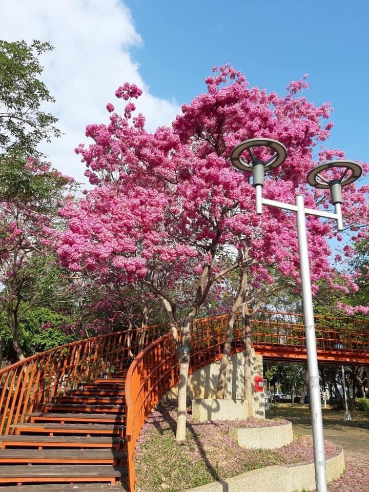【台中北屯】三甲公園，紅花風鈴木浪漫盛開中，台中IG網美打卡爆紅景點，2021年最新花況 @飛天璇的口袋