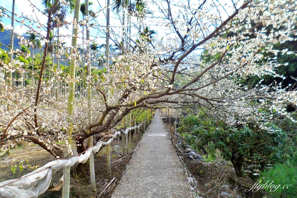 台中新社｜鮭魚葡萄梅花隧道．到新社賞梅花，漫步在浪漫雪白的梅花步道 @飛天璇的口袋
