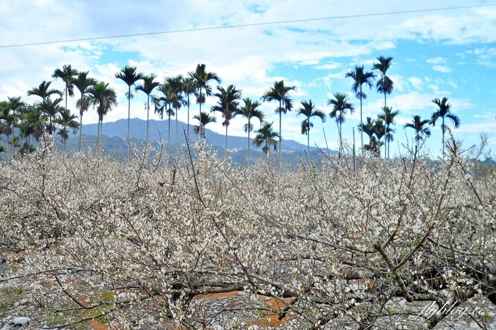 【台中東勢】上段阿公休閒度假農庄，云饌休閒庭園餐廳旁，東關路賞梅秘境，2022梅園最新花況 @飛天璇的口袋