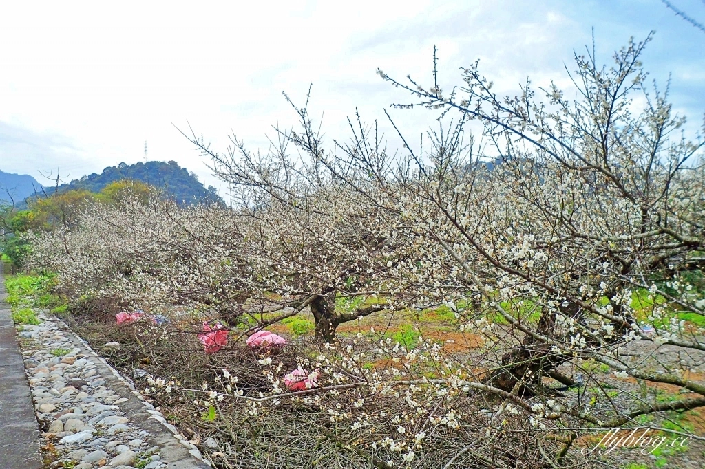 【台中東勢】上段阿公休閒度假農庄，云饌休閒庭園餐廳旁，東關路賞梅秘境，2022梅園最新花況 @飛天璇的口袋