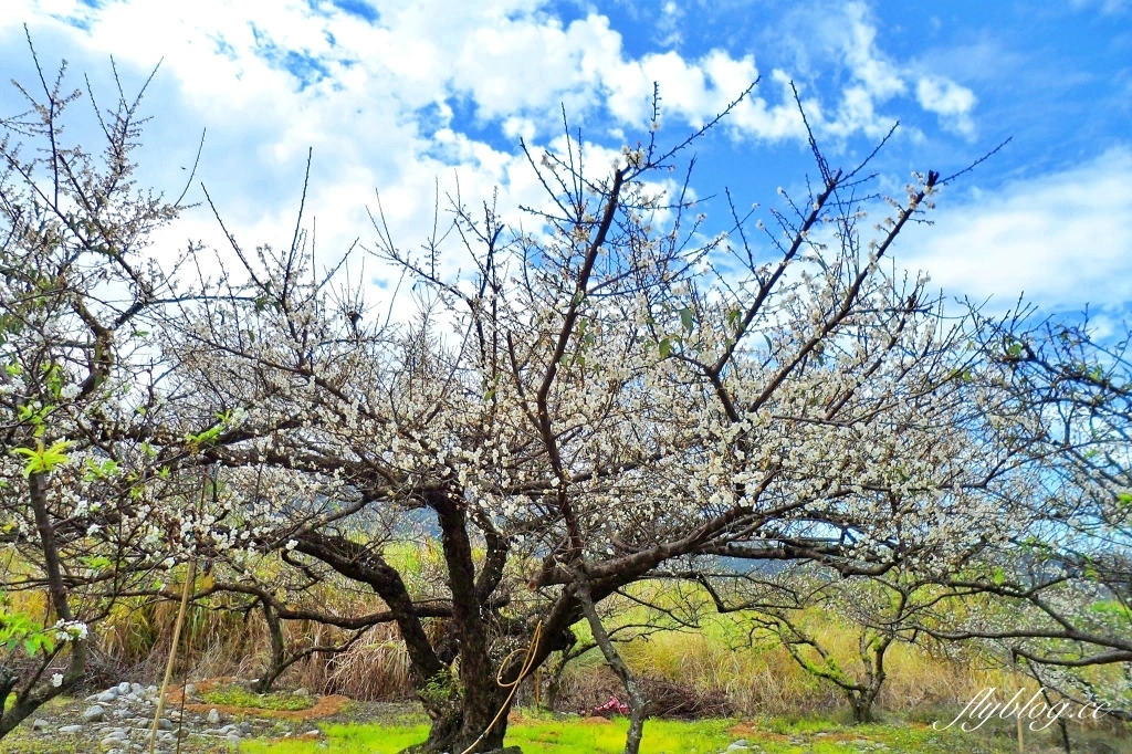 【台中東勢】上段阿公休閒度假農庄，云饌休閒庭園餐廳旁，東關路賞梅秘境，2022梅園最新花況 @飛天璇的口袋