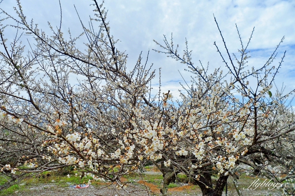 【台中東勢】上段阿公休閒度假農庄，云饌休閒庭園餐廳旁，東關路賞梅秘境，2022梅園最新花況 @飛天璇的口袋