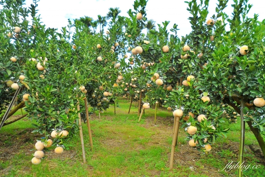 【台中東勢】上段阿公休閒度假農庄，云饌休閒庭園餐廳旁，東關路賞梅秘境，2022梅園最新花況 @飛天璇的口袋